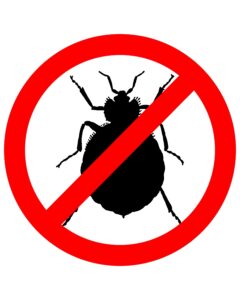 bedbug