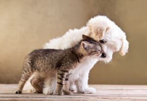 pet-custody-divorce